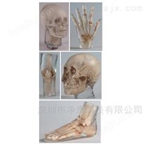 Erler Zimmer天然骨骼X射线图像训练模体